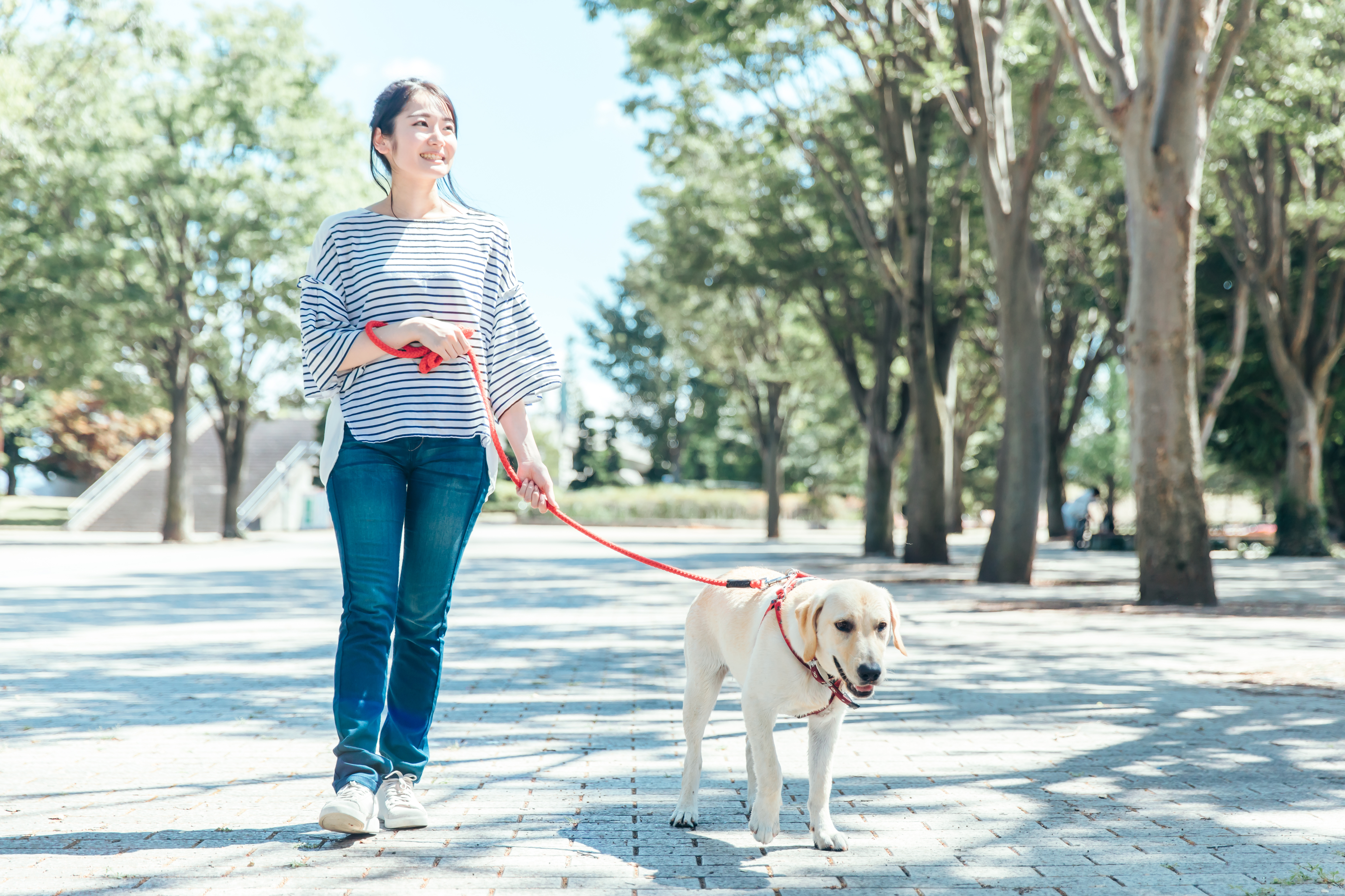 「犬の散歩代行であなたの時間を有効活用！」
