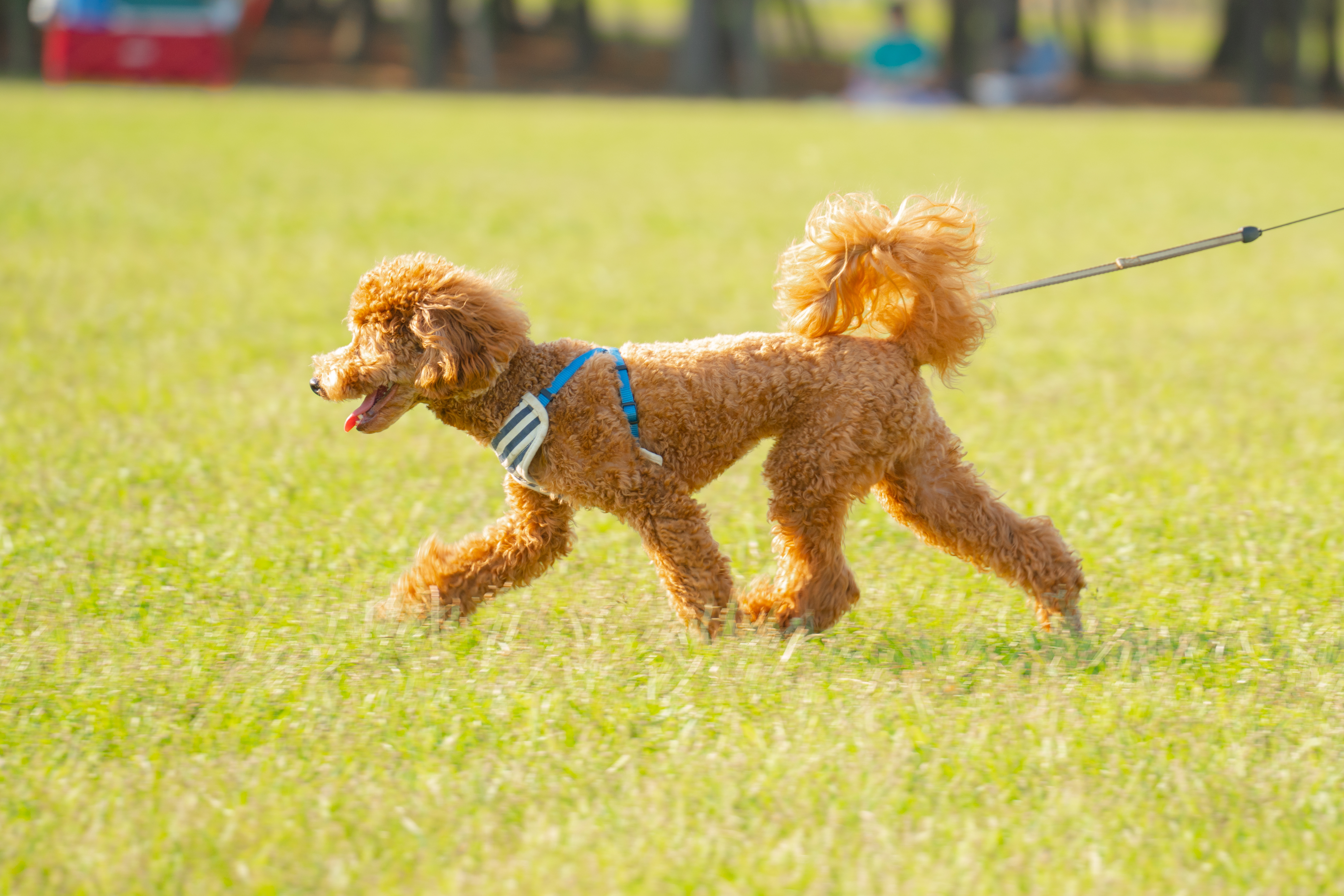 愛犬の健康と幸せを第一に